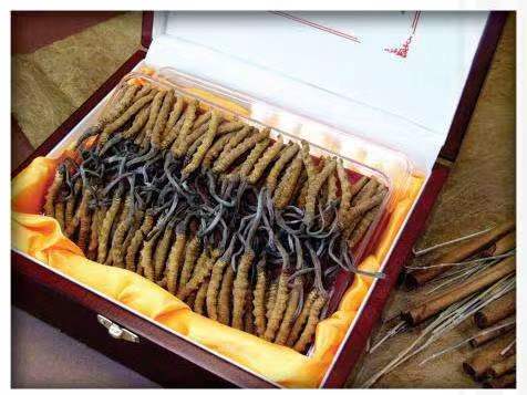 维西冬虫夏草回收